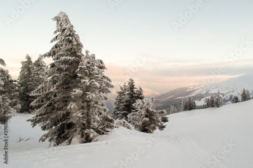 Snow covered pine trees. Mountain landscape. Horizontal orientation. Copy space. © Inna
