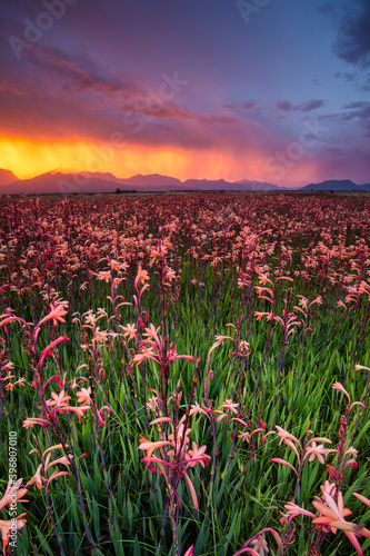 Tela Wide able view of Blooming Watsonia lillies in a big field with a brewing thunde