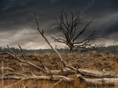 Nature reserve with heather and bare trees in Brabant Netherlands