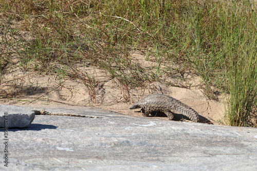 Steppenschuppentier / Ground pangolin or Cape pangolin/ Smutsia temminckii photo