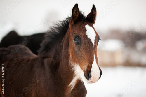 Close-up portrait of a funny Shire foal on a winter field