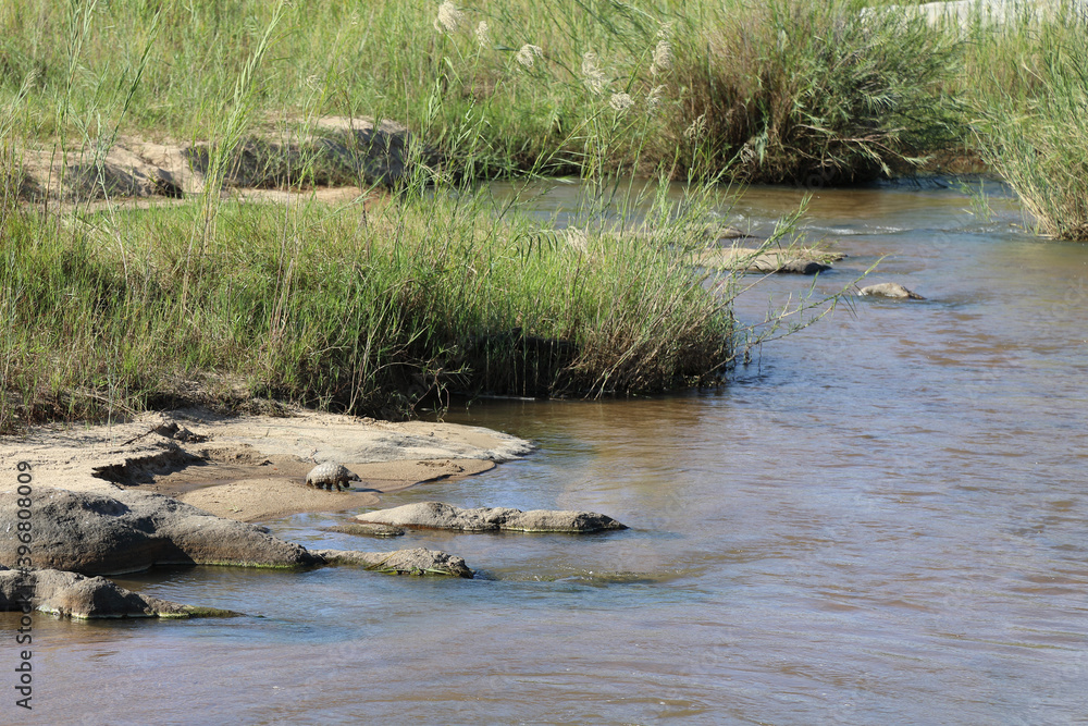 Steppenschuppentier am Sand River/ Ground pangolin or Cape pangolin at Sand River/ Smutsia temminckii