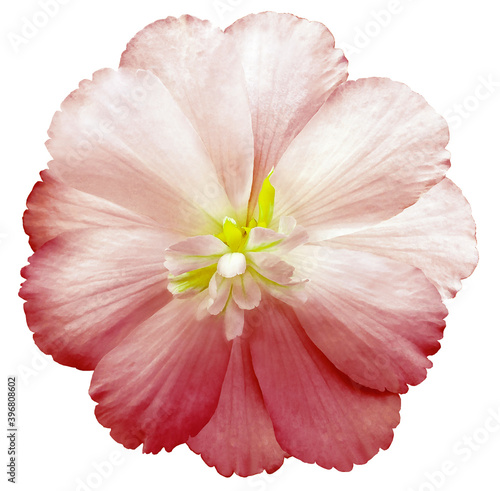 Light red flower on white isolated background with clipping path. Closeup. For design. Nature.