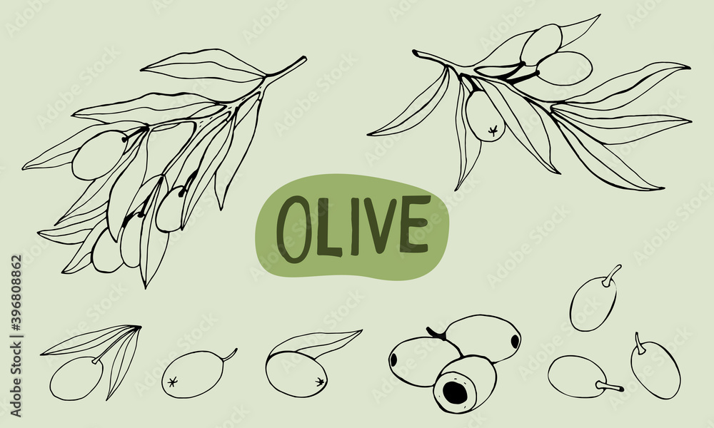 Vector olive branch hand drawn sketch. Set of olive branch ...
