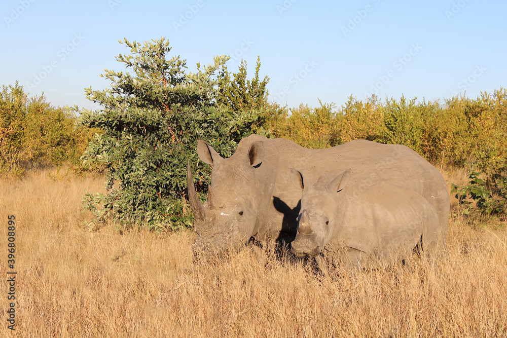 Breitmaulnashorn / Square-lipped Rhinoceros / Ceratotherium Simum Breitmaulnashorn / Square-lipped Rhinoceros / Ceratotherium Simum