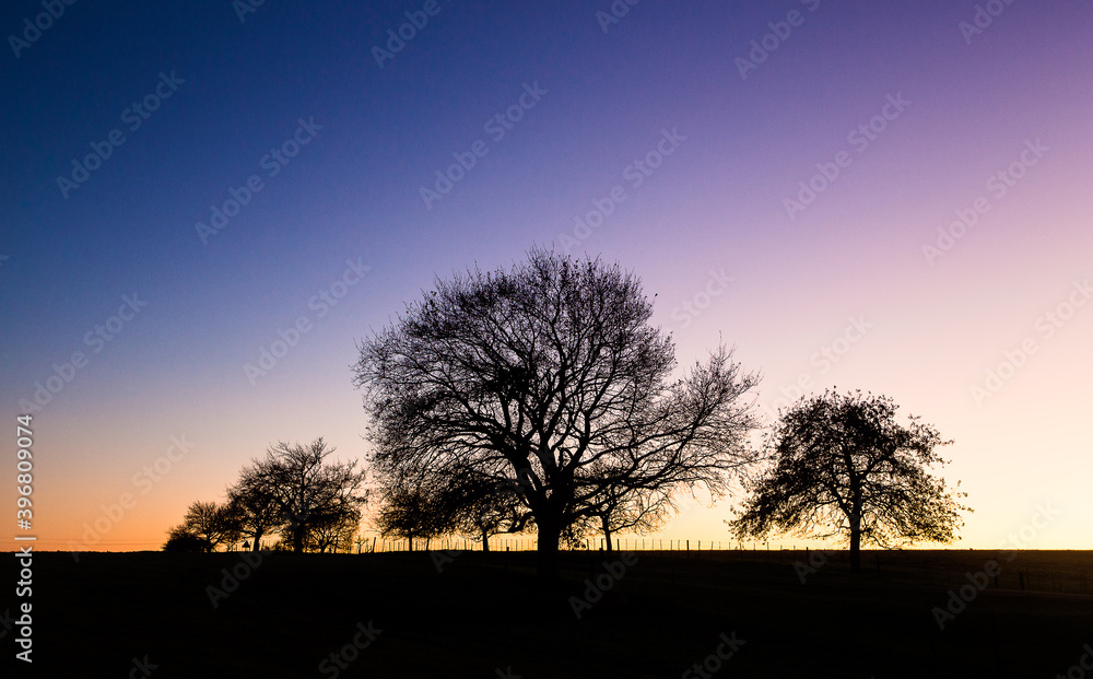 Silhouetted Trees against a spectacular sunrise over the Stellenbosch country side in South Africa