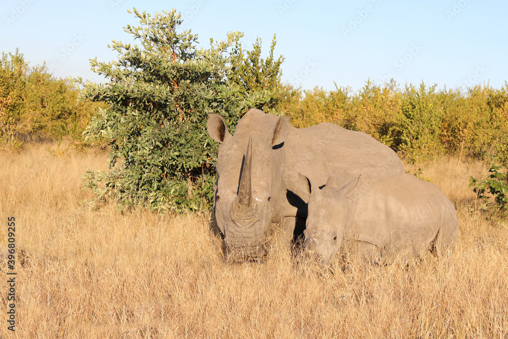 Naklejka premium Breitmaulnashorn / Square-lipped Rhinoceros / Ceratotherium Simum
