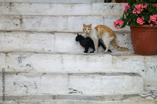 A couple of cats on a stairway in the town of  Hermoupoli in Syros island, Greece.