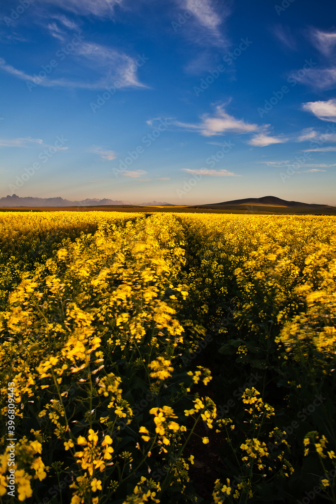 Fototapeta premium Spectacular Canola fields outside Durbanville in the Western Cape of South Africa
