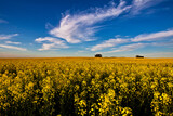 Spectacular Canola fields outside Durbanville in the Western Cape of South Africa