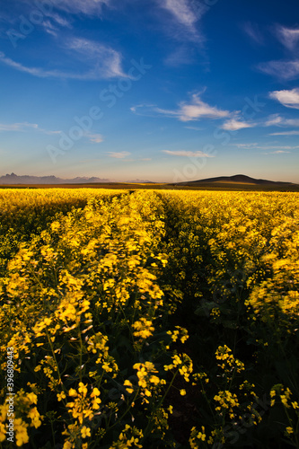 Spectacular Canola fields outside Durbanville in the Western Cape of South Africa