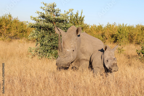 Breitmaulnashorn   Square-lipped Rhinoceros   Ceratotherium Simum