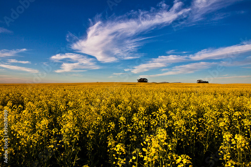 Spectacular Canola fields outside Durbanville in the Western Cape of South Africa photo