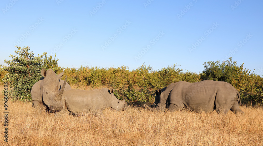 Breitmaulnashorn / Square-lipped Rhinoceros / Ceratotherium Simum Breitmaulnashorn / Square-lipped Rhinoceros / Ceratotherium Simum