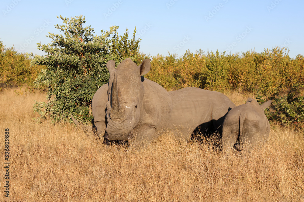 Obraz premium Breitmaulnashorn / Square-lipped Rhinoceros / Ceratotherium Simum