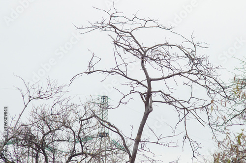 withered tree against the sky