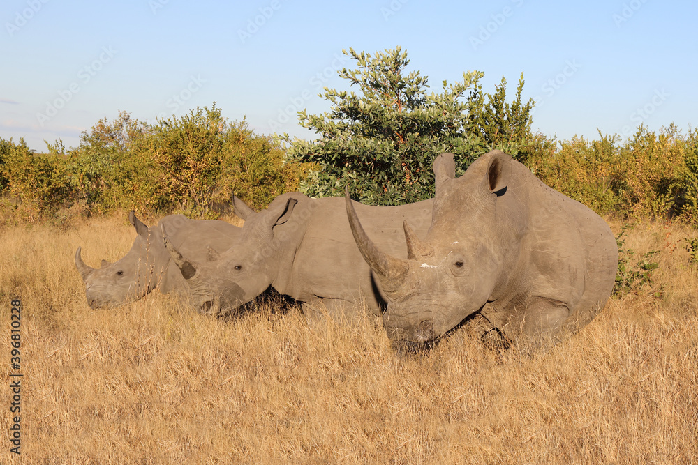 Fototapeta premium Breitmaulnashorn / Square-lipped rhinoceros / Ceratotherium Simum