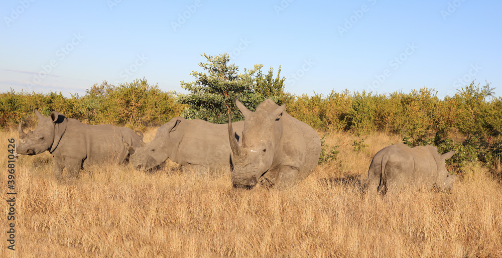 Breitmaulnashorn / Square-lipped Rhinoceros / Ceratotherium Simum Breitmaulnashorn / Square-lipped Rhinoceros / Ceratotherium Simum