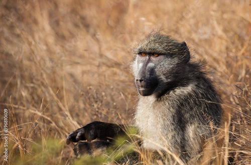 Baboon sitting in the dry grass in the Kruger National Park in Mpumalanga South Africa