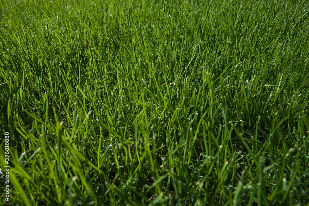 Grass close-up