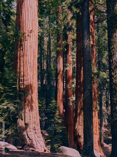 Giant Sequoia Trees, Sequoia National Park, California
