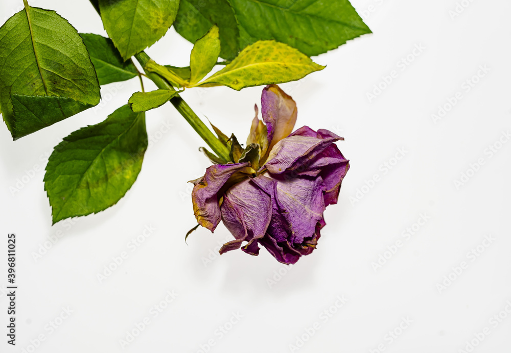 Rosenblüten