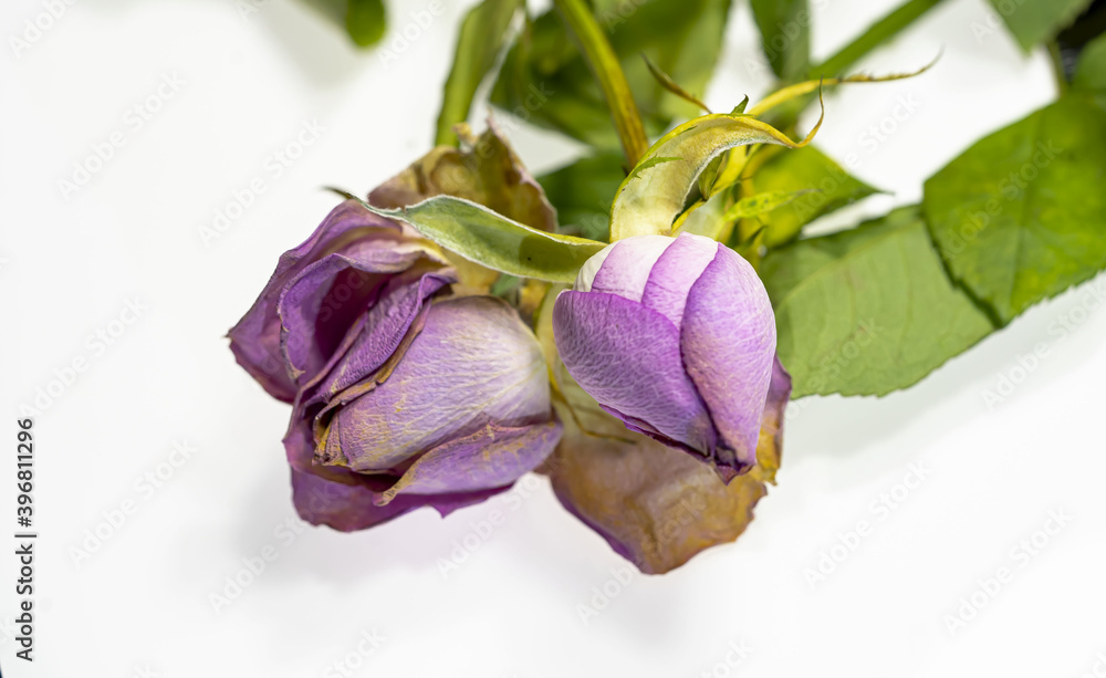 Rosenblüten