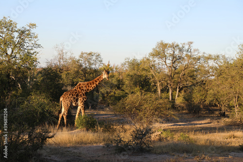 Giraffe   Giraffe   Giraffa Camelopardalis