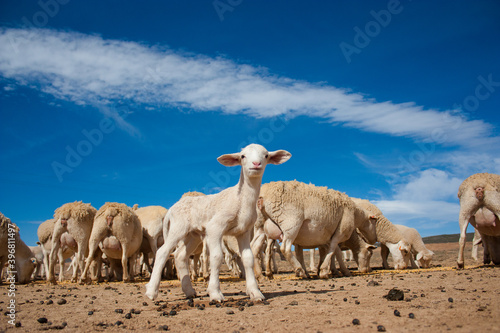 Fototapeta Naklejka Na Ścianę i Meble -  A Wide angle view close to the ground of Merino Sheep feeding corn on a farm in the Karoo in South Africa