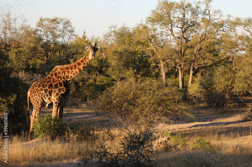 Canvas Print Giraffe / Giraffe / Giraffa Camelopardalis