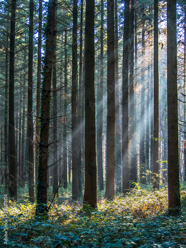 Fototapeta Naklejka Na Ścianę i Meble -  Sonnenstrahlen im Wald