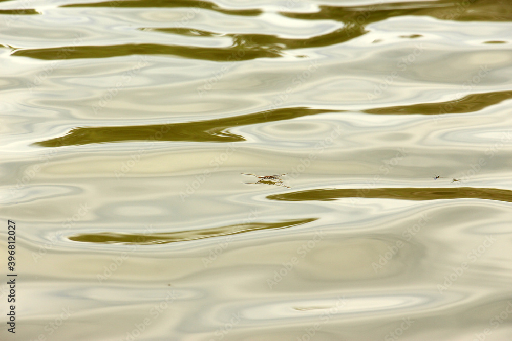 Obraz premium Hoven's carp or sultan fish, is a species of fish in the barb family.