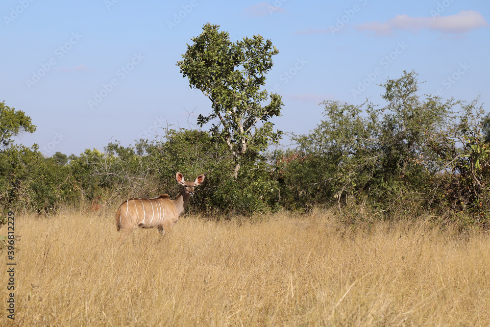Fototapeta premium Großer Kudu / Greater Kudu / Tragelaphus strepsiceros.