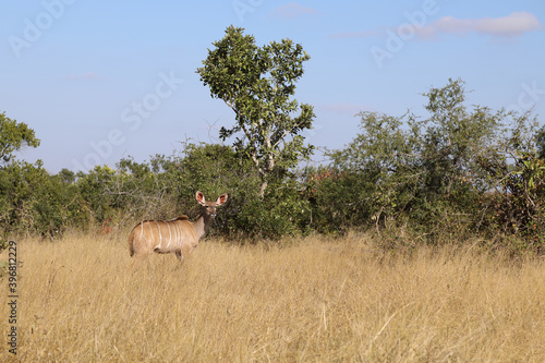 Gro  er Kudu   Greater Kudu   Tragelaphus strepsiceros.