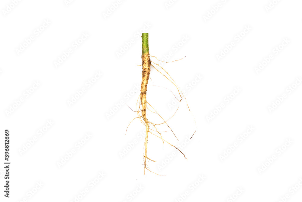 Fototapeta premium Roots of tree isolated on white background.