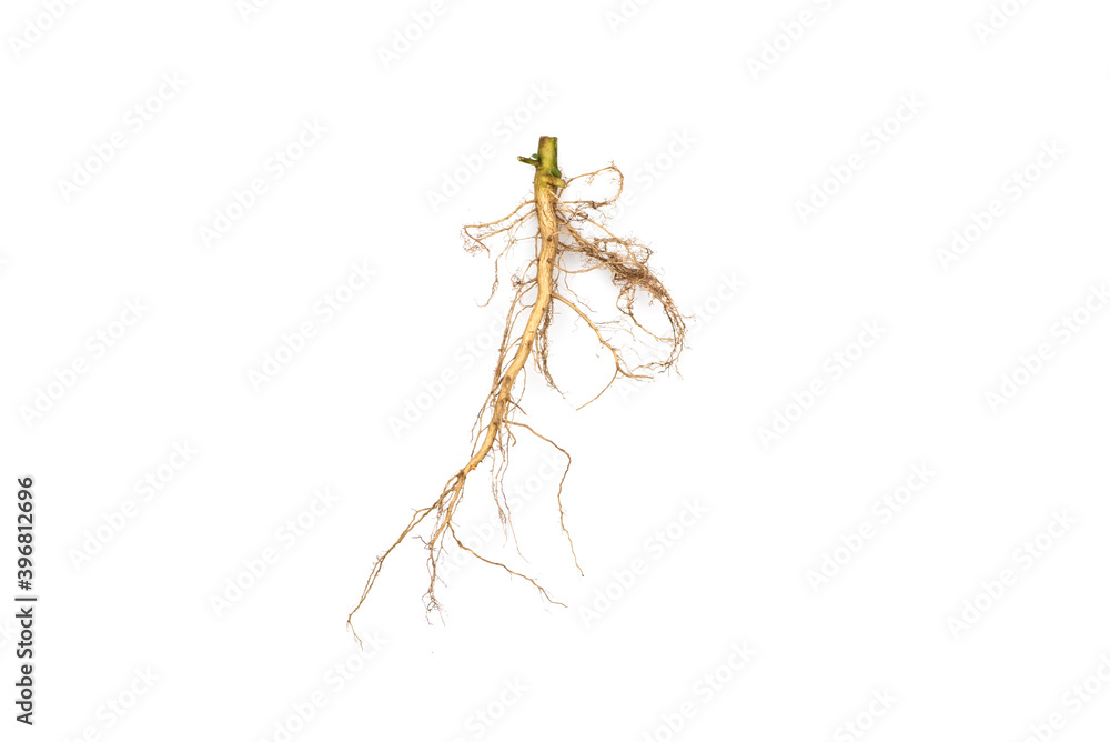 Roots of tree isolated on white background.