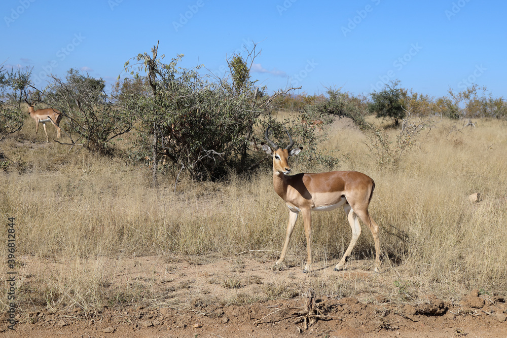 Schwarzfersenantilope / Impala / Aepyceros melampus Schwarzfersenantilope / Impala / Aepyceros melampus