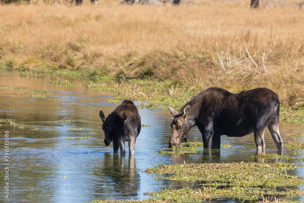 Fototapeta premium Cow and Calf Moose in Pond in Wyoming in Autumn