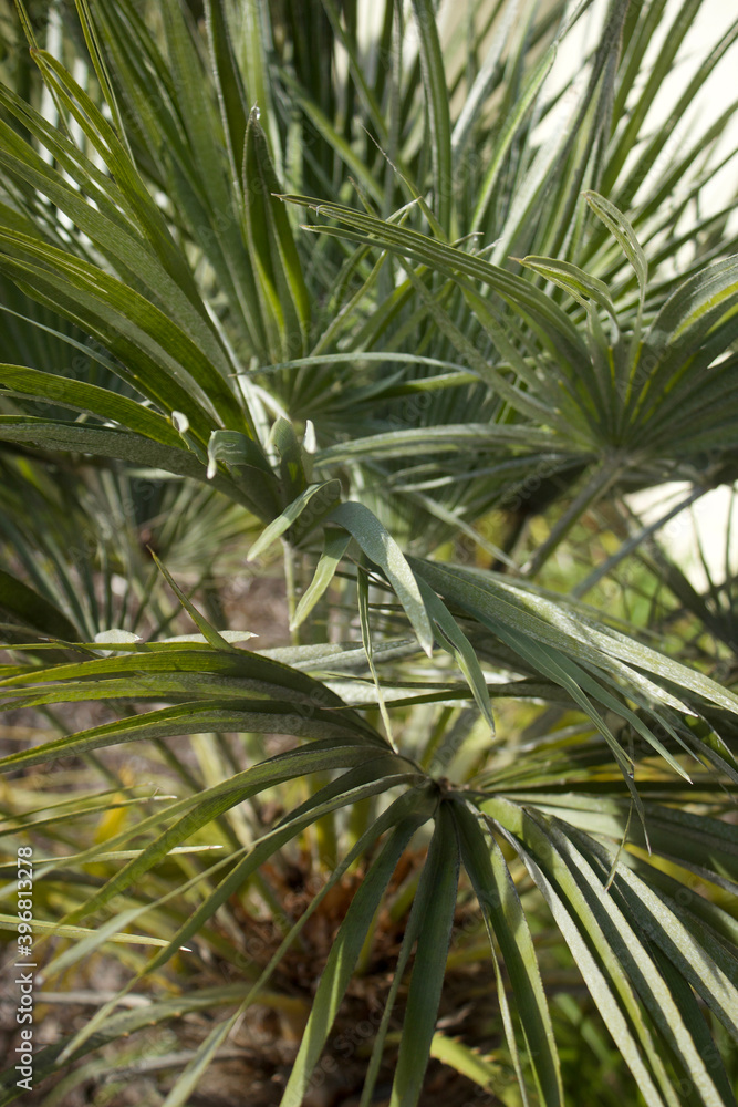 Fan Palm Angled View