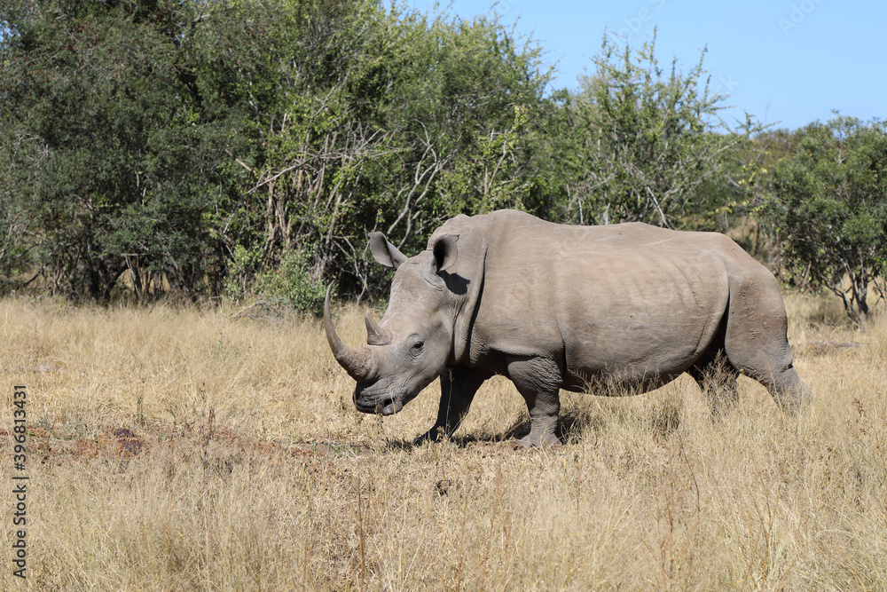 Breitmaulnashorn / Square-lipped rhinoceros / Ceratotherium Simum