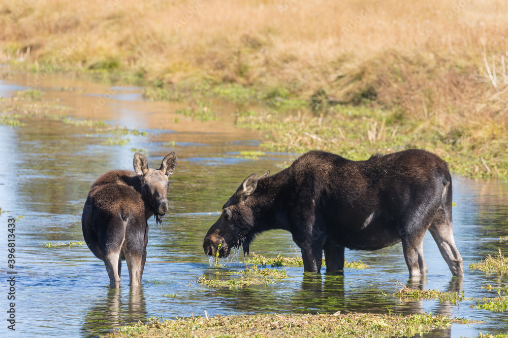 Fototapeta premium Cow and Calf Moose in Pond in Wyoming in Autumn