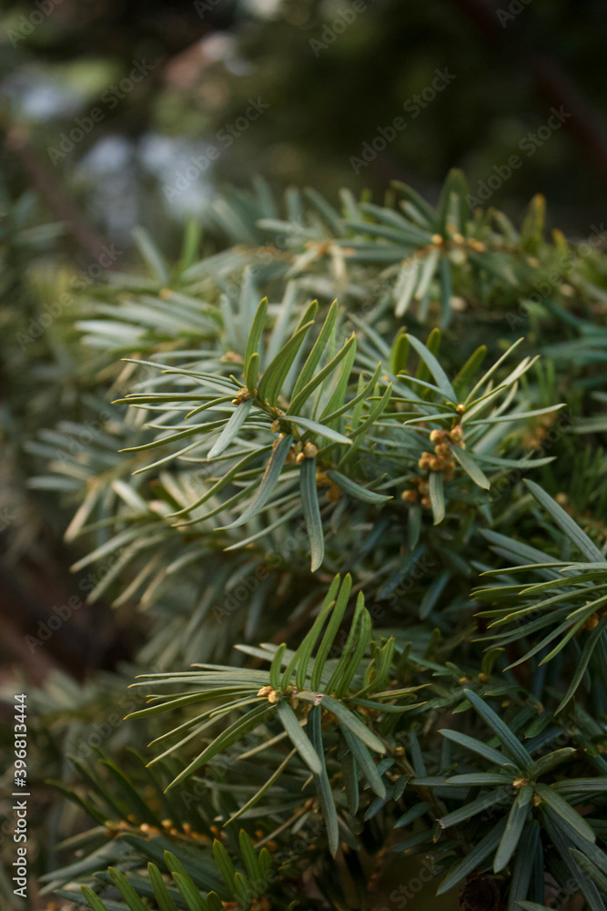 Close up of Yew Needles Close up of Yew Needles