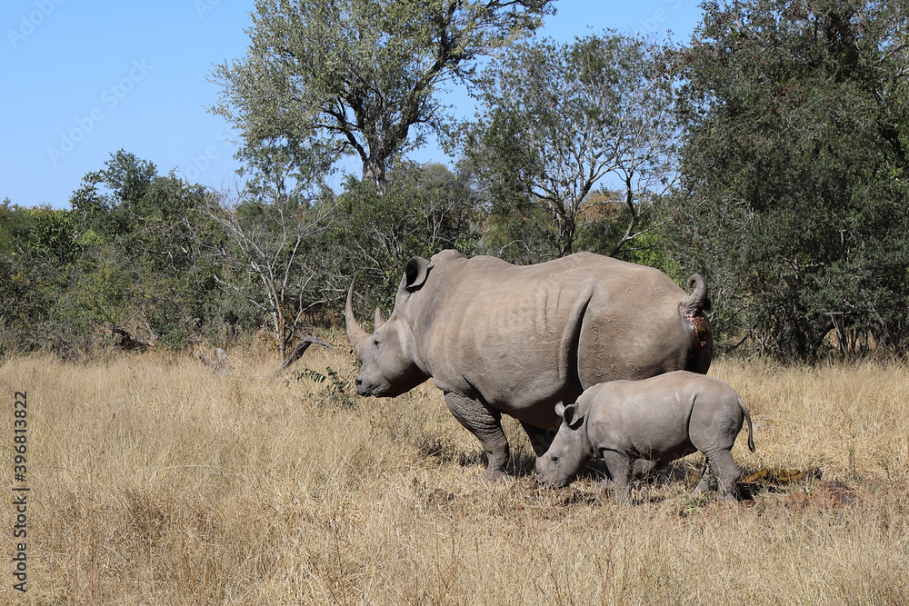 Breitmaulnashorn / Square-lipped Rhinoceros / Ceratotherium Simum Breitmaulnashorn / Square-lipped Rhinoceros / Ceratotherium Simum