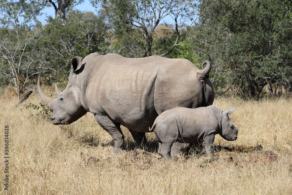 Breitmaulnashorn / Square-lipped Rhinoceros / Ceratotherium Simum Breitmaulnashorn / Square-lipped Rhinoceros / Ceratotherium Simum