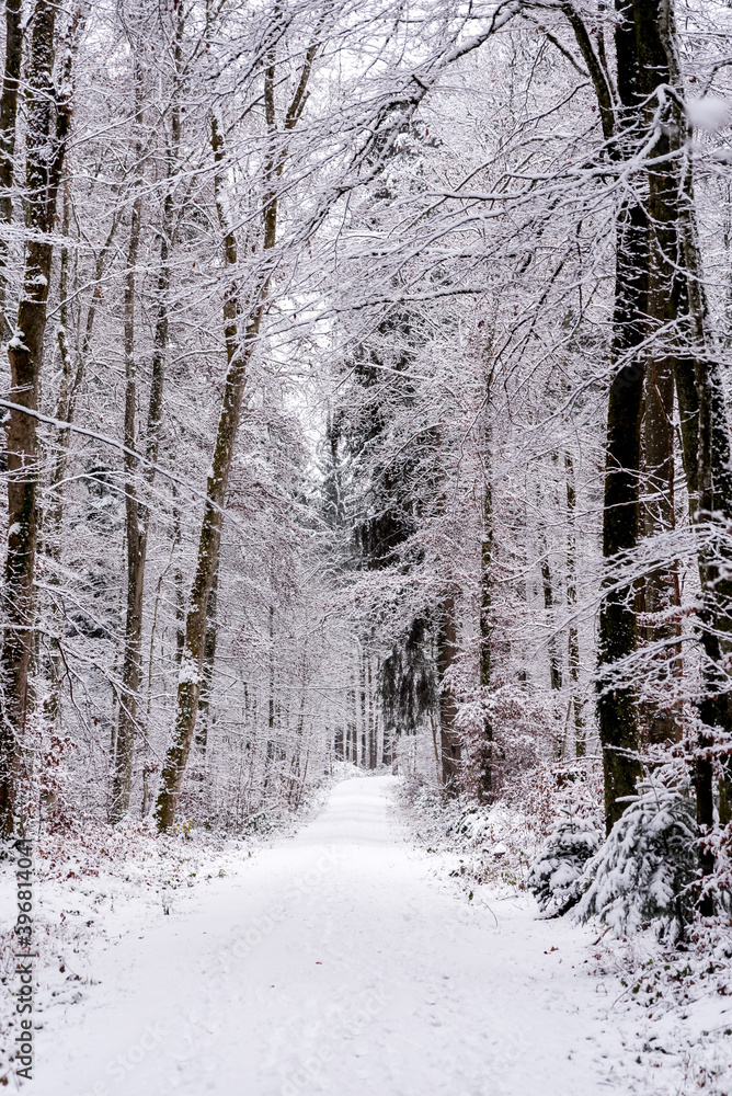 Fototapeta premium snowy forest path