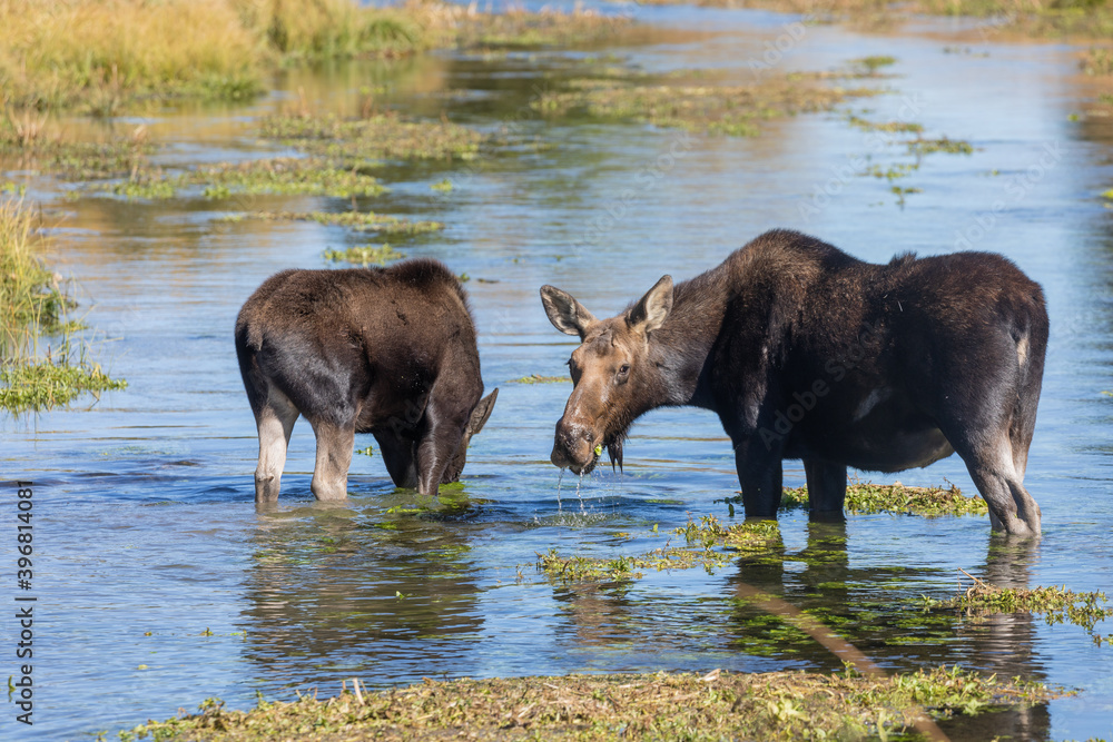 Cow and Calf Moose in Pond in Wyoming in Autumn Cow and Calf Moose in Pond in Wyoming in Autumn
