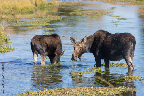 Cow and Calf Moose in Pond in Wyoming in Autumn