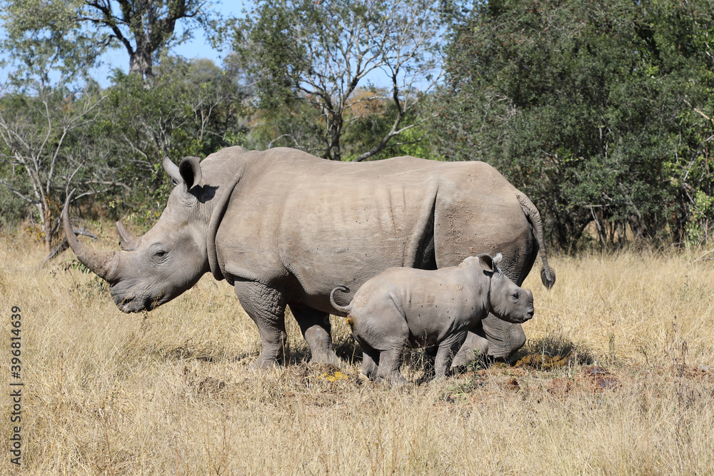 Breitmaulnashorn / Square-lipped Rhinoceros / Ceratotherium Simum Breitmaulnashorn / Square-lipped Rhinoceros / Ceratotherium Simum