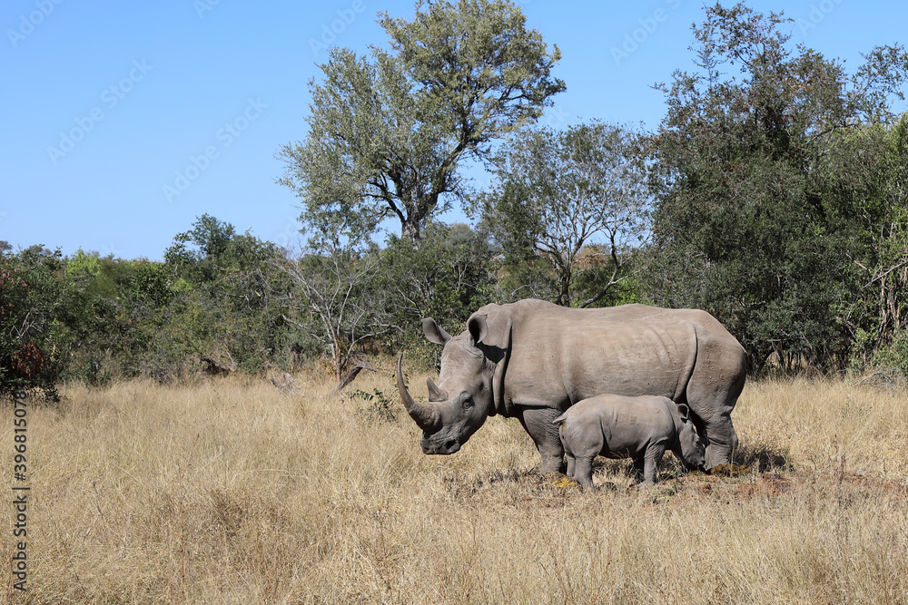 Breitmaulnashorn / Square-lipped Rhinoceros / Ceratotherium Simum Breitmaulnashorn / Square-lipped Rhinoceros / Ceratotherium Simum