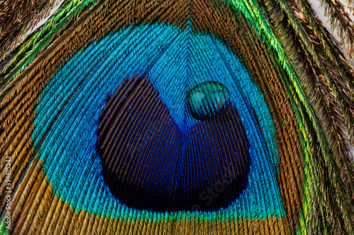 Water drop on peacock feather. Macro shot.